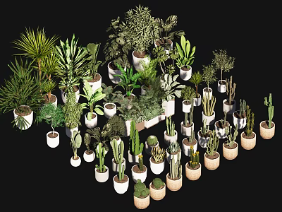 Diverse Bonsai and Potted Plants in White and Brown Ceramic Pots Displayed Against Black Background 3d model