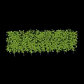 Green Lush Shrubs Forming Dense Garden Privacy Hedge With Thick Foliage