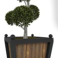 Tall Bonsai Tree With Layered Rounded Canopies In Square Wooden Planter