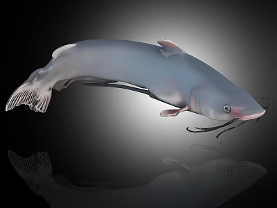 Swimming Gray Aquatic Catfish With Long Whiskers On Black Background Reflection 3d model