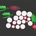 Fresh Red Radishes With Green Leaves And Sliced White Rounds On Black Surface