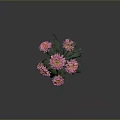 Pink Chrysanthemum Plant With Multiple Pink Flowers Green Leaves And Stems