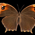 Brown Butterfly With Orange Spots On Margined Wings Against Black Background