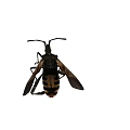 Flying Insects Two Specimens With Detailed Wing Structure And Orange Yellow Markings On Gray Background