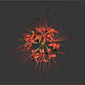 Red Spider Lily Plant With Long Yellow Stem Against Gray Background