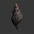 Spiral Conch Shell With Organ Like Structure And Hair Textured Surface