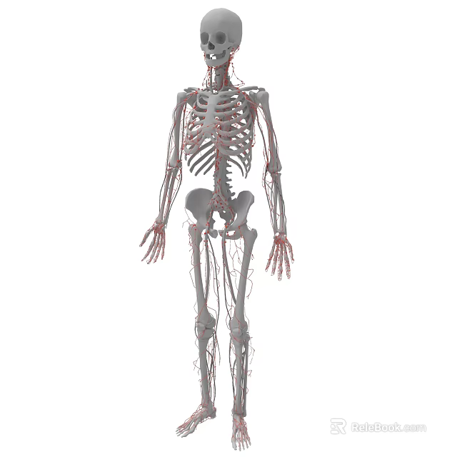 Human Skeleton Anatomical Structure With Detailed Blood Vessels System 3d model 