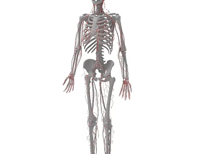 Human Skeleton Anatomical Structure With Detailed Blood Vessels System 3d model