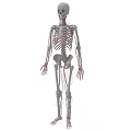 Human Skeleton Anatomical Structure With Detailed Blood Vessels System
