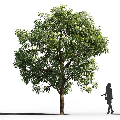 Tall Lush Tree with Green Foliage and a Person Silhouette Walking Nearby 3d model