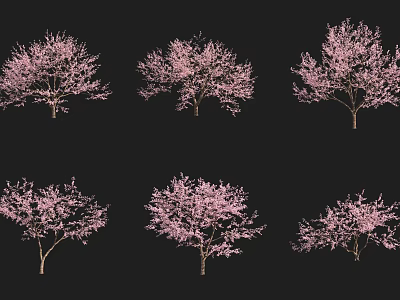 Six Vibrant Pink Blooming Arbor Trees Isolated on Black Background 3d model