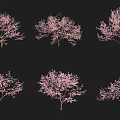Six Vibrant Pink Blooming Arbor Trees Isolated on Black Background