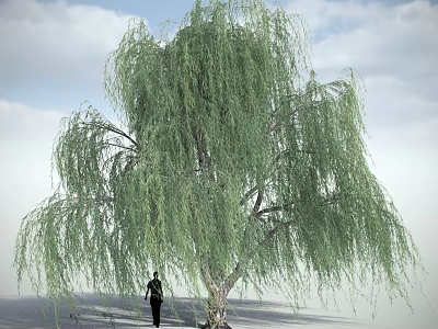 Lush Weeping Willow Tree with Long Drooping Branches Against Blue Sky and Person Standing Under 3d model