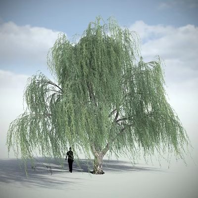 Lush Weeping Willow Tree with Long Drooping Branches Against Blue Sky and Person Standing Under 3d model