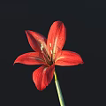 Vibrant Red Flower With Six Petals And Green Stem On Black Background