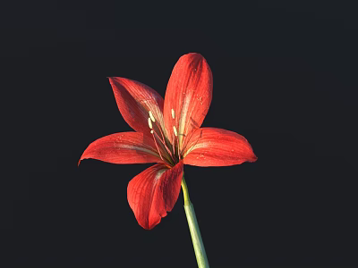 Vibrant Red Flower With Six Petals And Green Stem On Black Background 3d model