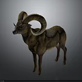 Wild Ram With Large Curved Horns And Brown Fur Standing On Gray Background