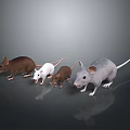 Group of Brown White and Gray Mice on Dark Background Surface
