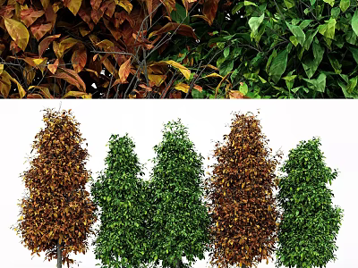 Arbor Trees with Green and Brown Foliage in Seasonal Arrangement 3d model