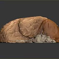 Detailed Human Brain Anatomical Model With Cerebral Cortex And Cerebellum Structure