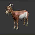 Brown and White Goat Standing with Horns on Dark Background with Reflection 3d model