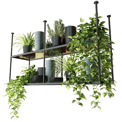 Hanging Plants Arrangement On Black Metal Multi Layer Shelf With Various Green Plants And Trailing Leaves 3d model