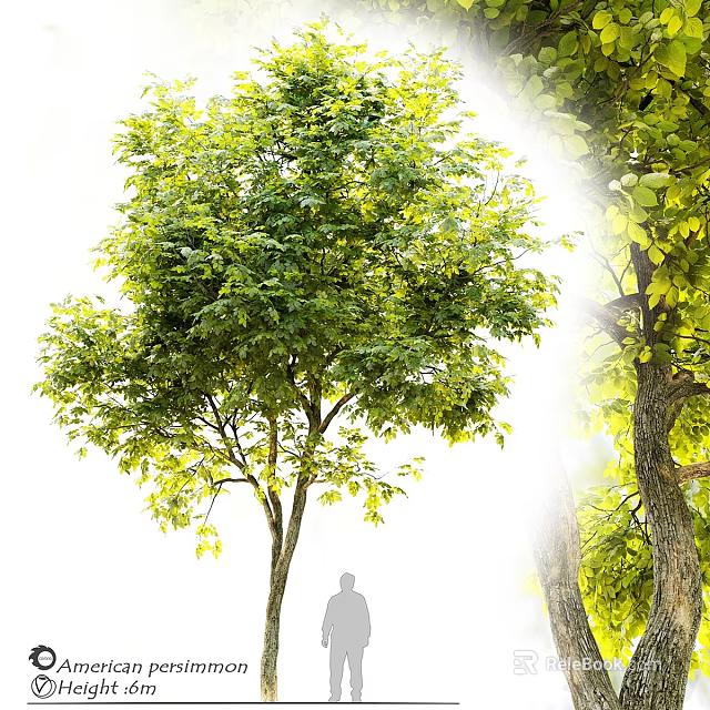 Tall Arbor Tree With Lush Green Leaves Spreading Branches And Human Silhouette Under Sunlight 3d model 