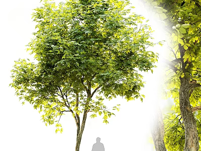 Tall Arbor Tree With Lush Green Leaves Spreading Branches And Human Silhouette Under Sunlight 3d model