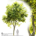 Tall Arbor Tree With Lush Green Leaves Spreading Branches And Human Silhouette Under Sunlight