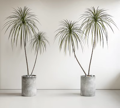 Tall Potted Plants with Long Green Foliage in Gray Concrete Pots Against White Wall 3d model