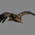 Majestic Eagle Soaring With Spread Wings On Grey Background In Flight 3d model