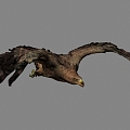 Modern Eagle 3d model