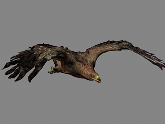 Modern Eagle 3d model