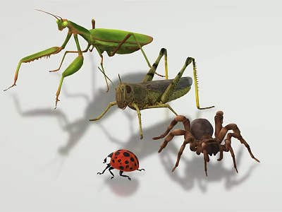 Various Flying Animals Including Grasshopper Ladybug and Mantis on White Background 3d model