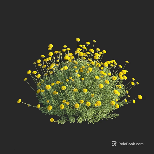Bright Yellow Flowers With Dense Green Leaves In Clustered Plant On Black Background 3d model 