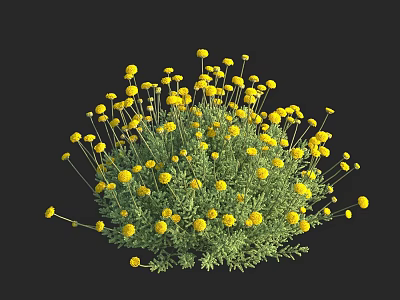 Bright Yellow Flowers With Dense Green Leaves In Clustered Plant On Black Background 3d model