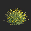 Bright Yellow Flowers With Dense Green Leaves In Clustered Plant On Black Background