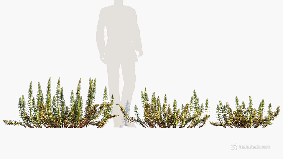 Fresh Succulent Green Plants Growing With Silhouette Person Standing Nearby 3d model 