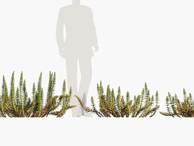 Fresh Succulent Green Plants Growing With Silhouette Person Standing Nearby 3d model