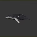 Blue Whale 3D Model With White Fins On Smooth Black Surface Showing Reflection