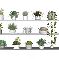 Various Potted Plants On White Shelves With Green Leaves Succulents And Vines