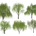 Six Willow Trees with Drooping Branches Lush Green Foliage Natural Growth