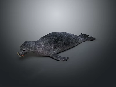 Realistic Gray Seal Lying On Neutral Background With Detailed Fur Texture 3d model