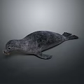 Realistic Gray Seal Lying On Neutral Background With Detailed Fur Texture
