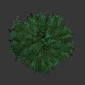 Green Leafy Tree With Exposed Brown Roots And Unique Natural Shape