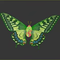 Colorful Butterfly With Yellow Black Blue And Red Patterned Wings In Spread Pose