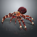 Colorful Spider With Red Furry Abdomen And Striped Legs With White Tips