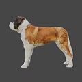 Realistic Saint Bernard Dog 3D Model With Brown And White Fur Standing Pose