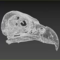 Detailed Bird Skull Skeletal Structure Featuring Beak And Cranial Details