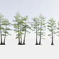 Arbor Trees With Lush Green Foliage And Distinct Trunks In Natural Growth Forms